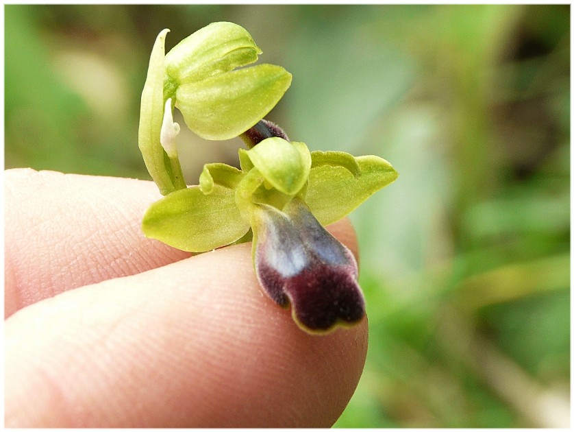 Ophrys funerea